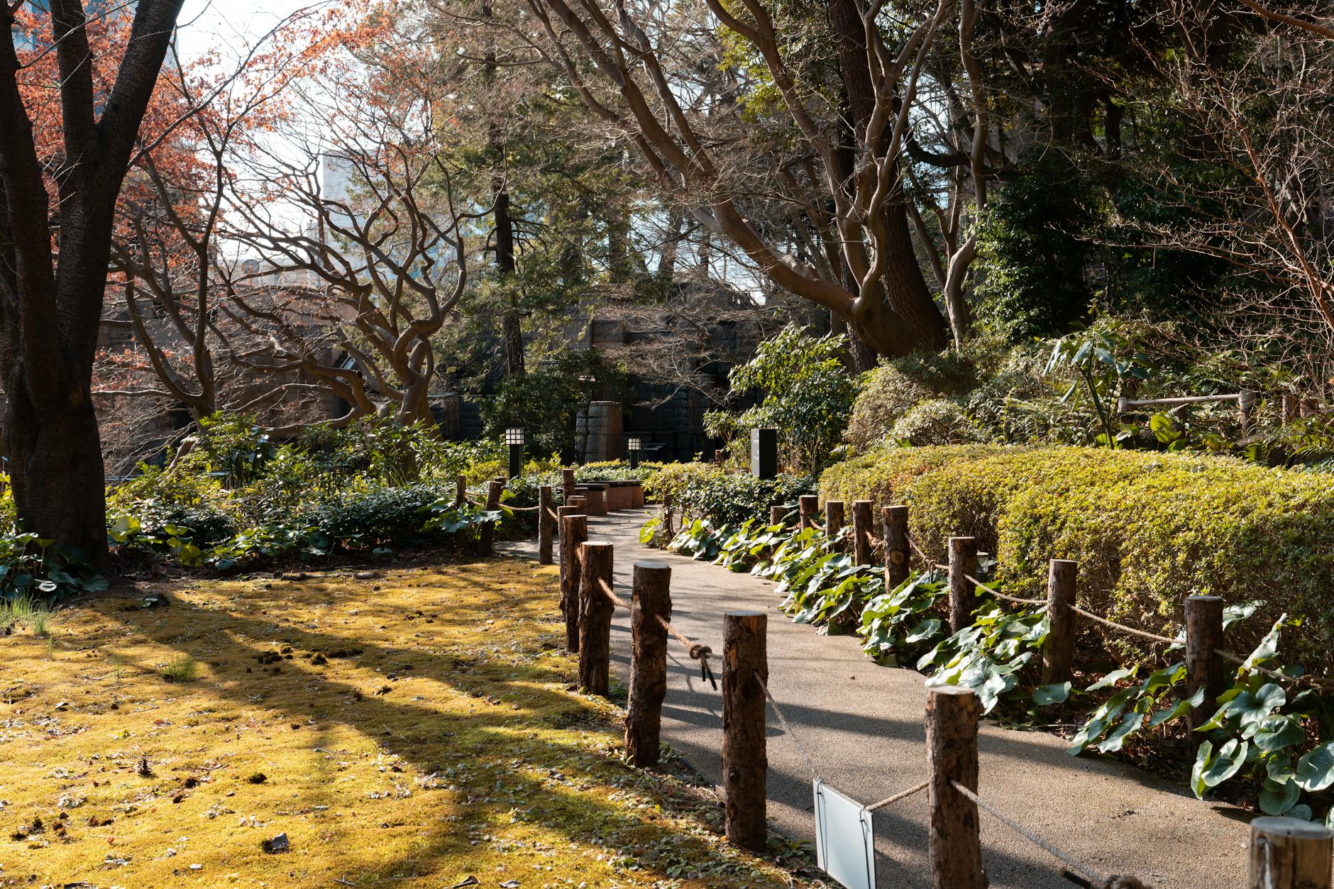 tokyo park trees pathway daytime (Photo: Mark Baldovino / Pexels)