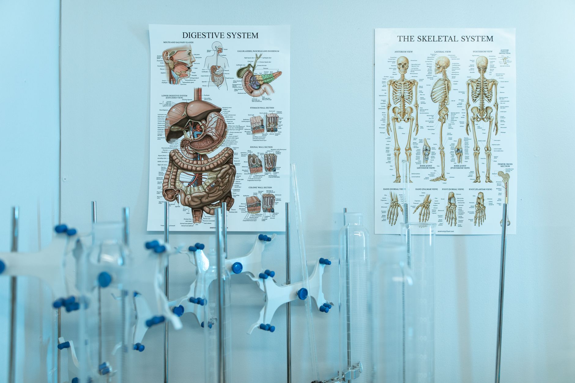anatomy breathing diagram simple (Photo: RDNE Stock project / Pexels)