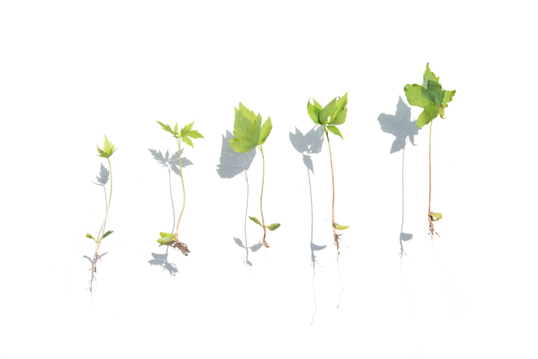 plant growth time concept (Photo: Evie Shaffer / Pexels)