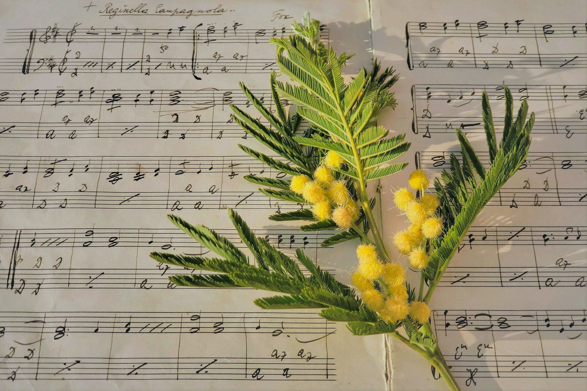 handwritten music notes desk (Photo: Van3ssa 🕊️peace 💕 love🕊️ / Pexels)