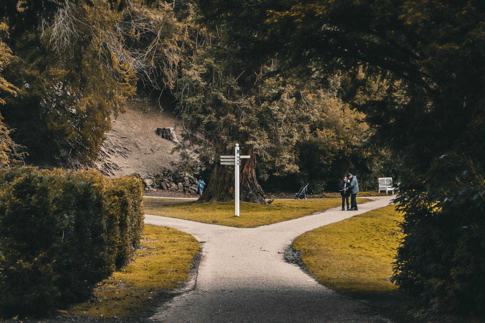 two paths fork road (Photo: Han-Chieh Lee / Pexels)